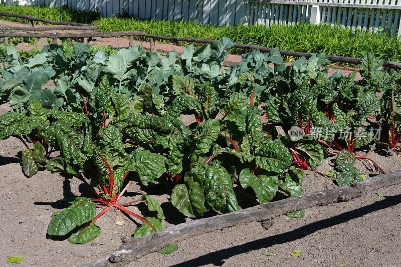 甜菜或瑞士甜菜(Beta vulgaris subsp.)vulgaris, Cicla Group and Flavescens Group) (/t?ɑ?rd/)是一种绿叶蔬菜